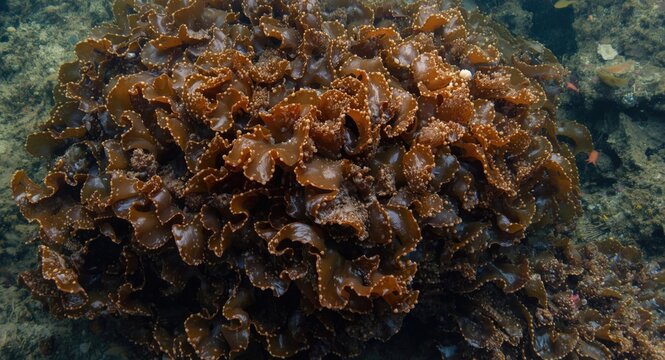 Submerged brown kelp Ecklonia radiata with mud coating in aquatic environment