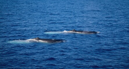 Naklejka premium Two large humpback whales moving gracefully in broad ocean