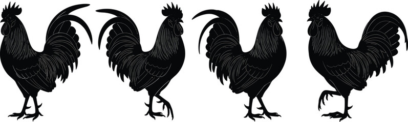 Black rooster silhouettes set, farm animal vector illustration, four cockerel poses with detailed feathers, isolated on white background, poultry design. © Mdjoshel 