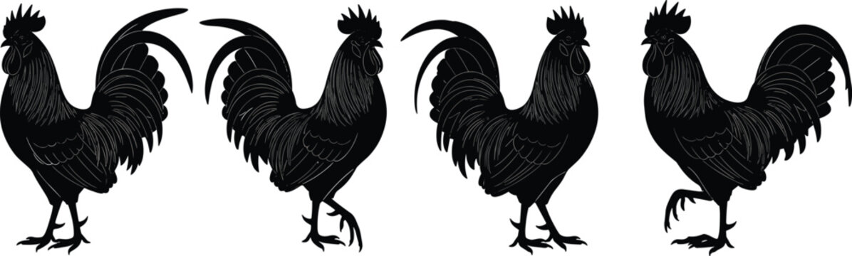 Black rooster silhouettes set, farm animal vector illustration, four cockerel poses with detailed feathers, isolated on white background, poultry design.