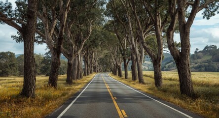 Obraz premium Twisting rural road framed by tall trees and rolling terrain