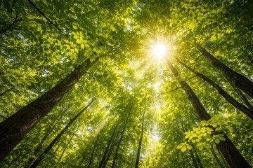 Fototapeta premium Sunlit vibrant forest canopy with green leaves viewed from below
