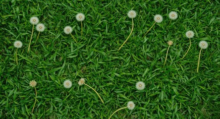 Fototapeta premium Spring inspired minimal flat lay showing white dandelions as note figures on bright green grass
