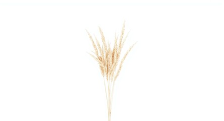 Fototapeta premium Wheat stalks isolated on white for use in packaging and graphic design