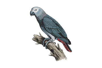 Obraz premium A detailed vintage illustration of an african grey parrot perched on a branch showcasing its intricate plumage on transparent background high-quality.