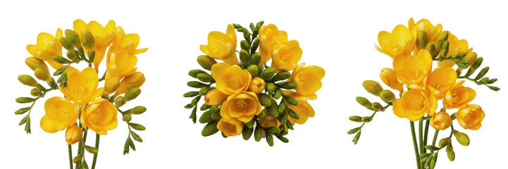 Fototapeta premium Set of Yellow Freesia Flowers and Buds Isolated on White Background, Fragrant Spring Floral Elements