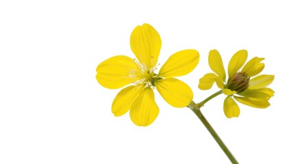 Fototapeta premium Yellow sweet clover Melilotus officinalis flower isolated on white background