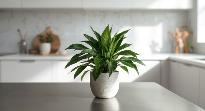 Stylish contemporary kitchen featuring a green clusia plant flourishing in a ceramic pot set on a metallic table under daylight