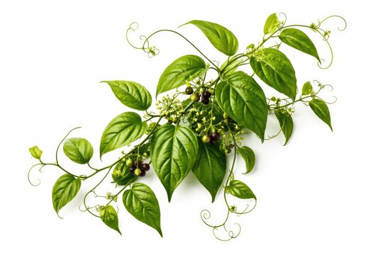 Medicinal Tiliacora Triandra plant with vibrant green vines on a clean white background
