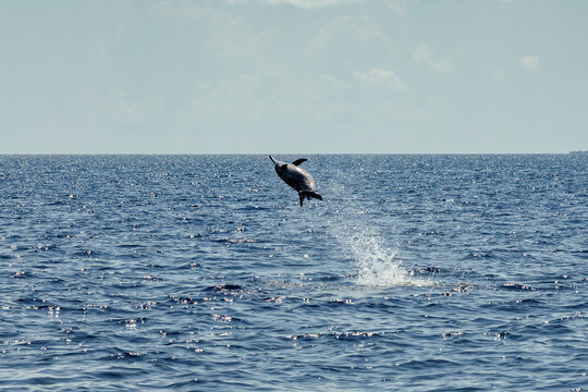 Bottlenose dolphin jumping out of the water in the indian ocean, Maldives