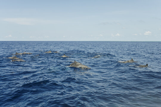 Group of dolphins in the blue water of indian ocean, Maldives