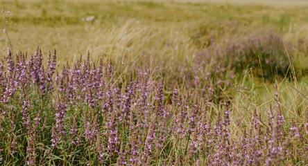 Obraz premium Scenic purple heather blooms in a grassy meadow designed for copy space