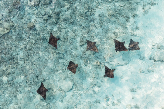 Aerial drone view of group of eagle rays in the ocean, Maldives