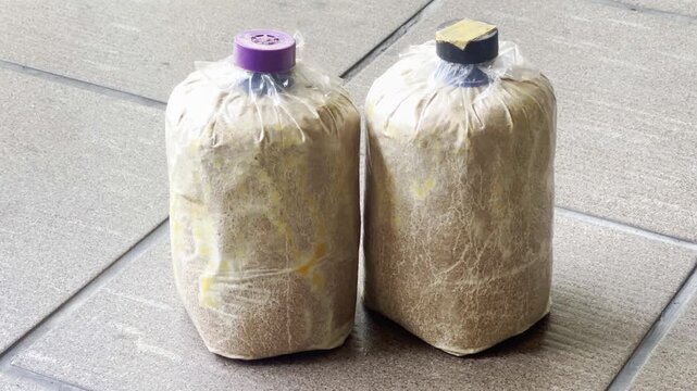 Mushroom spawn, in bags.