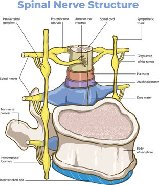 Spinal Nerve Structure and Vertebral Anatomy Diagram