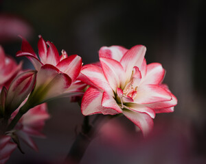 Fototapeta premium Colorful flowers in soft light with bokeh background