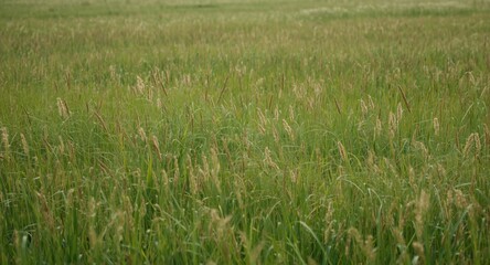Obraz premium Extensive rural meadow with natural growth