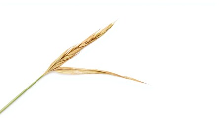 Fototapeta premium White backdrop with detailed isolated rice ear and accompanying leaf