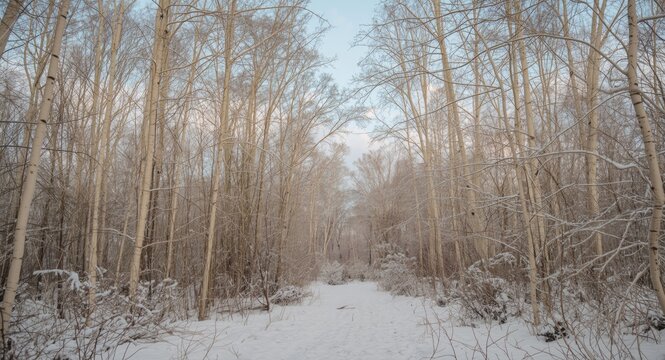 Winter forest scene with snowy ground and white aspen trees under a pale blue sky