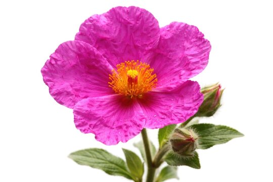 Close up view of bright magenta Cistus incanus flower on white backdrop