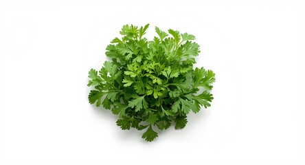 Obraz premium Vibrant coriander herbs fresh and long resting on white background