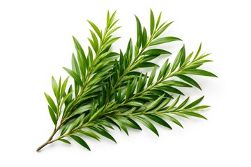 Fototapeta premium Isolated tea tree foliage used for essential oil production on a white background