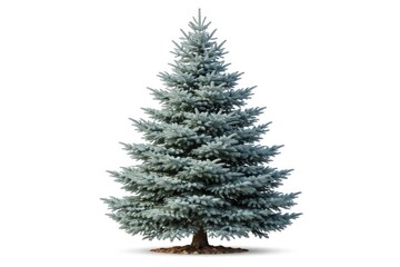 Fototapeta premium Frontal view of a blue spruce tree isolated on a clean white backdrop