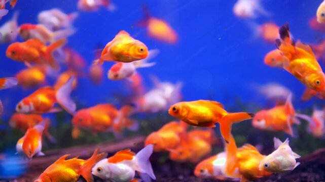 Swimming goldfish in blue water aquarium tank