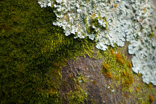 A scientific close up image of Diplodia disease affecting a Key lime tree trunk, revealing bark damage, dark spots, and key symptoms used in plant pathology identification.