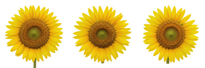 Fototapeta premium Vibrant Yellow Sunflower Heads and Summer Floral Blossom Set
