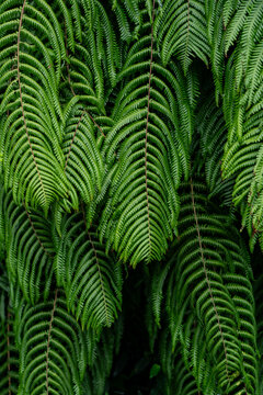 fern plant