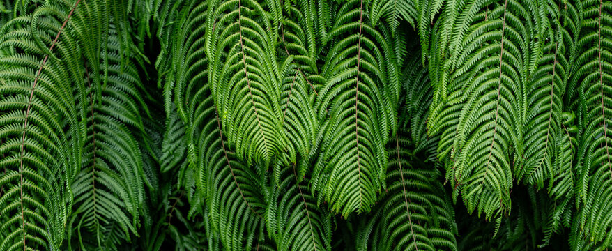 fern plant