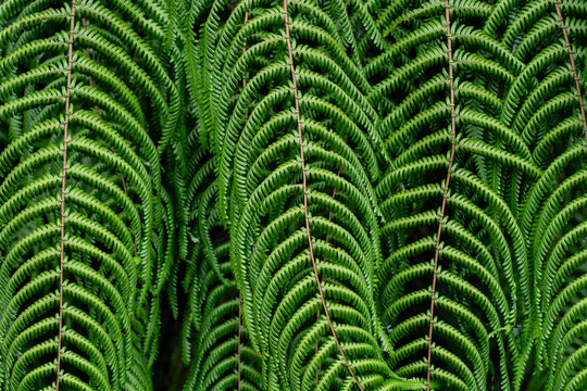fern plant
