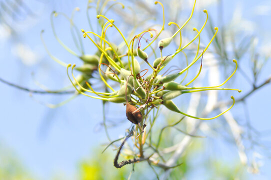 Grevillea robusta, Silky oak or Australian silver oak or Silk Oak or Silky Oak and sky