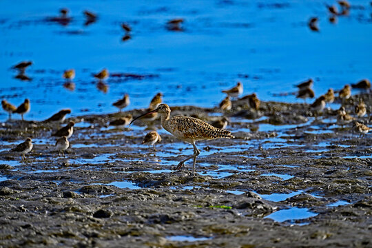 Long-billed curlew and lesser sandpipers are forging on  Moss Landing bay.