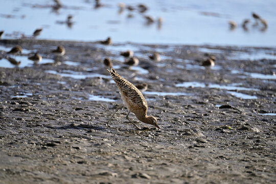 Long-billed curlew and lesser sandpipers are forging on  Moss Landing bay.