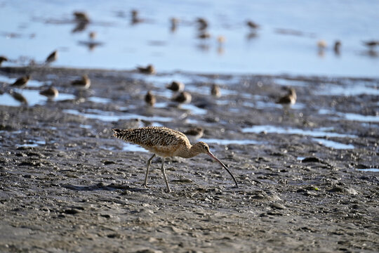 Long-billed curlew and lesser sandpipers are forging on  Moss Landing bay.