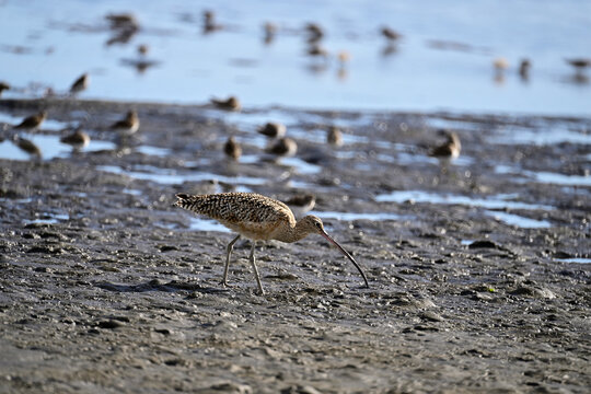 Long-billed curlew and lesser sandpipers are forging on  Moss Landing bay.