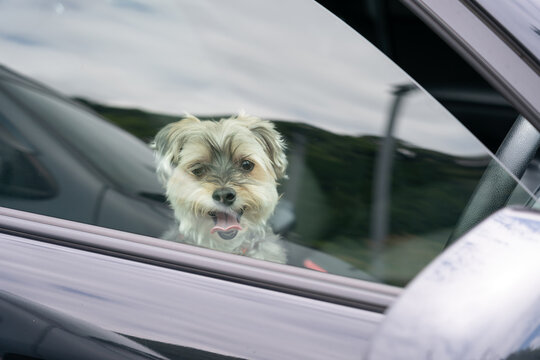 車に乗っている犬