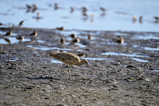 Long-billed curlew and lesser sandpipers are forging on  Moss Landing bay.