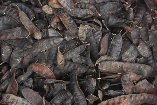 Black locust fruit close up as background