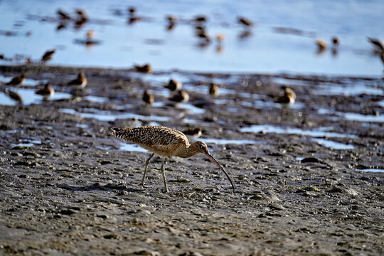 Long-billed curlew and lesser sandpipers are forging on  Moss Landing bay.