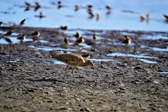 Long-billed curlew and lesser sandpipers are forging on  Moss Landing bay.