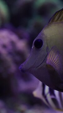 Vertical video. Close-up of a zebrasoma scopas, commonly known as the brown or scopas tang, calmly swimming over a vibrant purple coral reef in an aquarium, showcasing marine biodiversity