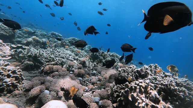 Black Batfish Dominating Shallow Tropical Waters
