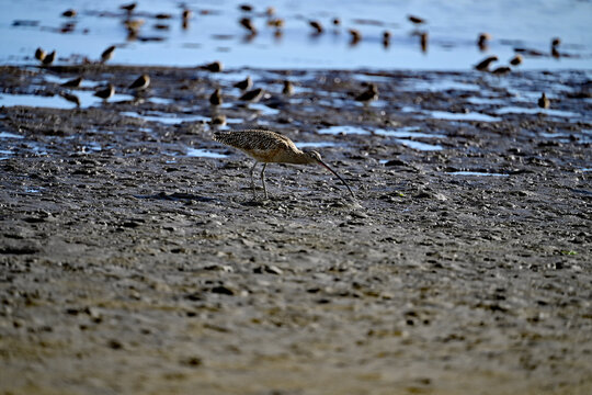 Long-billed curlew and lesser sandpipers are forging on  Moss Landing bay.