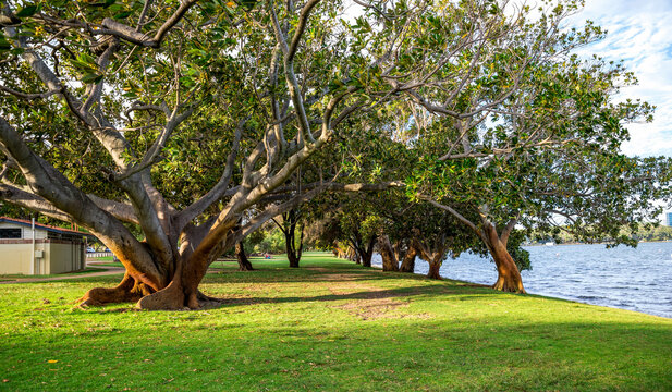 Large trees with spreading branches on grassy lawn beside Swan River in Matilda Bay, Perth, Australia, 2 February 2022