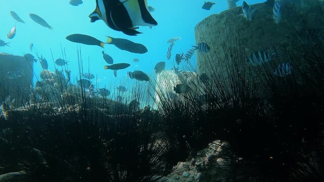 Sea Urchins and Tropical Reef Fish in Coral Reef Ecosystem