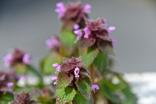 真横（正面）から撮影したヒメオドリコソウの花