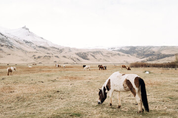 Fototapeta premium Picturesque pastoral landscape showcasing tranquil horse beneath snowy summits